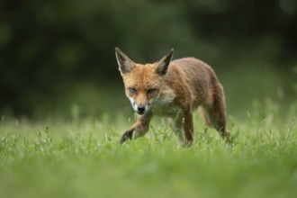 Red fox (Vulpes vulpes) adult animal walking in grassland in the summer, England, United Kingdom,