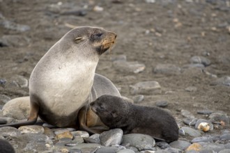 Young seal with mother on the beach Salisbury Plane South Georgia Antarctica