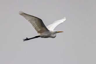 Elegant bird in flight with outstretched wings against a grey background, Great White Egret (Ardea
