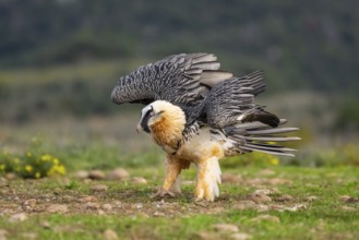 Bearded Vulture (Gypaetus barbatus) adult bird, Pyrenees, Lleida, Spain, Europe