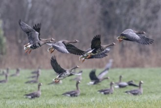 White-fronted Geese (Anser albifrons), East Frisia, Lower Saxony, Germany, Europe