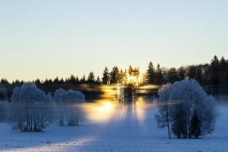 Birches (Betula), birch family (Betulaceae), sunlit veil of mist, light refraction, sun rays in