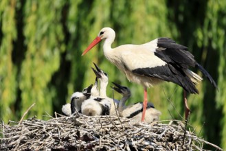 White stork (Ciconia ciconia), adult, juvenile, chick, nest, family, Heidelberg, Germany, Europe