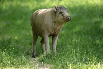 Deer boar (Babyrousa), juvenile, male, Sulawesi