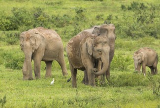 Indian elephants (Elephas maximus indicus), Khiri Khan, Hua Hin, Kui Buri National Park, Thailand,