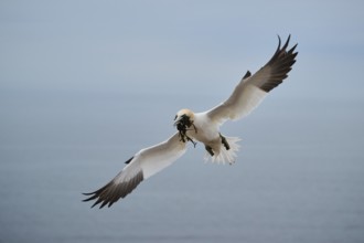 Northern gannet (Morus bassanus) flying over the sea with nesting material in its beak, wildlife,