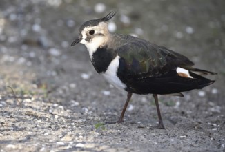 The lapwing (Vanellus vanellus) on the beach