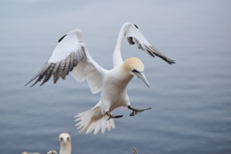 Northern gannet (Morus bassanus) landing, wildlife, Heligoland, Germany, Europe