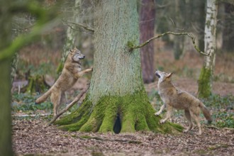 Wolf (Canis lupus), two wolves exploring a moss-covered tree trunk in a dense forest, Germany,