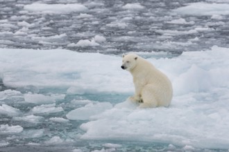 Polar bear (Ursus maritimus) on the pack ice at 82 degrees north sitting on an ice floe, Svalbard