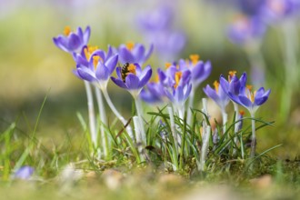 Flowering crocuses (Crocus) in the garden in springtime on a sunny day, Bavaria, Germany, Europe