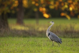 Grey heron (Ardea cinerea), animal portrait, autumn, Rosensteinpark, Stuttgart, Baden-Württemberg,