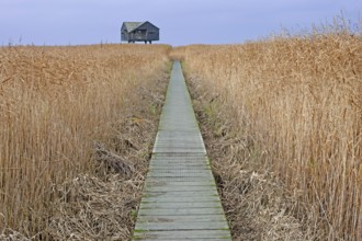 Catwalk, mudflats, Dollard, observation point Kiekkaaste, Nieuwe Statenzijl, Netherlands