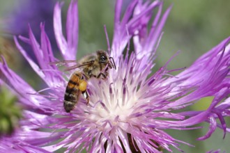 European honey bee (Apis mellifera), collecting nectar from a flower of lavender (Lavandula