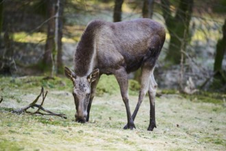 Elk (Alces alces) standing on a meadow on the edge of a forest, Bavaria, Germany, Europe