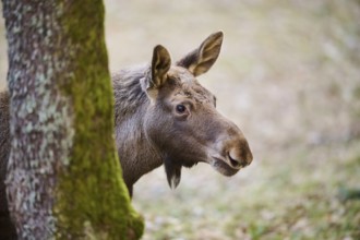Elk (Alces alces) portrait in a forest, Bavaria, Germany, Europe