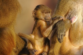 A baboon cub clings protectively to its mother, showing the familial bond and care in the animal