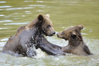 Two young bears playing in splashing water, Eurasian brown bear (Ursus arctos arctos), Bavarian