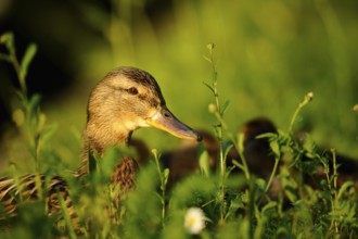 In the evening light a duck with chicks lies in the grass, Mallard (Anas platyrhynchos), Franconia