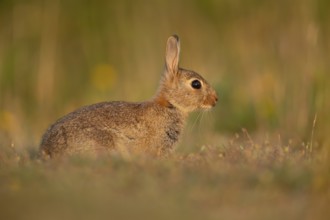 Rabbit (Oryctolagus cuniculus) wild adult animal resting in grassland, England, United Kingdom,