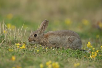 Rabbit (Oryctolagus cuniculus) wild adult animal in grassland with yellow summer flowers, England,