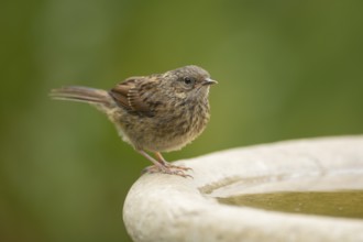 Dunnock or Hedge sparrow (Prunella modularis) adult bird at a garden water bird bath, England,