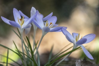 Elf crocus (Crocus tommasinianus), Emsland, Lower Saxony, Germany, Europe