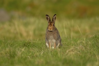 Mountain hare (Lepus timidus) adult animal in its summer coat on a hillside meadow, Cairngorm