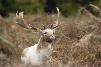 Fallow deer (Dama dama) adult male buck amongst bracken, England, United Kingdom, Europe