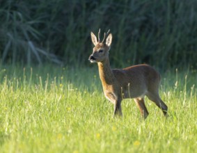 Roe deer (Capreolus capreolus), roebuck standing in a meadow and looking attentively, wildlife,