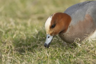 Eurasian wigeon (Mareca penelope) duck adult male bird feeding on grassland, England, United