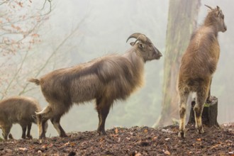 A male and a female Himalayan Tahr (Hemitragus jemlahicus) stand in the forest on a foggy day
