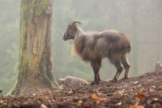 A female Himalayan Tahr (Hemitragus jemlahicus) stands in the forest on a foggy day