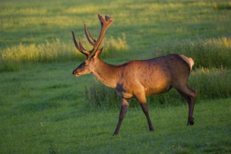 An Altai maral stag, Altai wapiti or Altai elk (Cervus canadensis sibiricus) stands in a meadow in