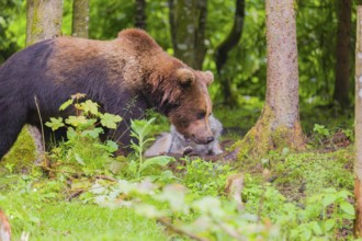 A Eurasian brown bear (Ursus arctos arctos) encounters a European gray wolf (Canis lupus lupus) in