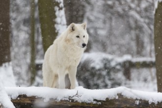 Melville Island wolf (Arctic wolf) standing in snow covered forest, snow falling
