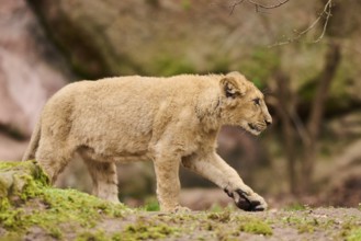 Asiatic lion (Panthera leo persica) cub walking on the ground, captive