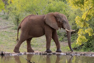 African elephant (Loxodonta africana), adult, male, bull, at the water, Kruger National Park,
