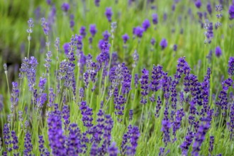 Lavender in bloom, North Rhine-Westphalia, Germany, Europe