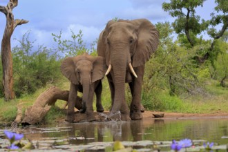 African elephant (Loxodonta africana), juvenile, mother, adult, female, mother with juvenile, at