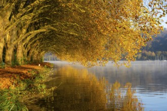 Autumn colours on the Platanen Allee, Hardenberg Ufer, lakeside path on Lake Baldeney, near Haus