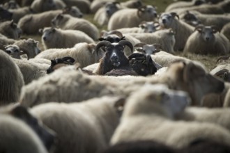 Sheep (Ovis aries), sheep drive or réttir, near Laugarbakki, North Iceland, Iceland, Europe