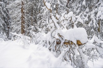 Fallen spruce tree in a natural forest with deep snow at winter. Sweden