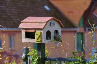 Cute bird house with house sparrow (Passer domesticus), Bergen, Vestland, Norway, Europe