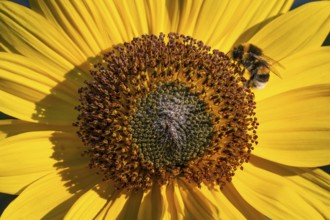 Close-up view of a sunflower (Helianthus annuus) with a bee in the centre of the flower,