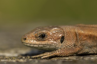 Common lizard (Zootoca vivipara) adult reptile basking on a wooden sleeper, England, United