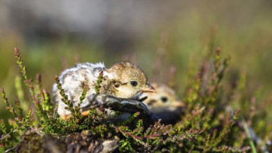 Chick of Red-legged Partridge, Alectoris rufa, North York Moors National Park, Yorkshire, England,