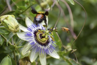 Passion-flower (Passiflora) with a Bumblebee and a Bee, seen in Buenos Aires, Argentina, South
