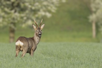 A deer stands in a field with grass and trees in the background