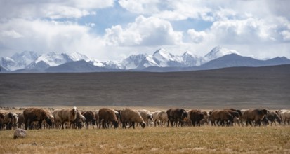 Flock of sheep on a plateau, Ak Shyrak Mountains, near Kumtor, Kara-Say, Tian Shan, Kyrgyzstan,